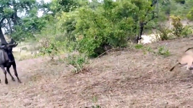 OMG ! Crazy Herd Of Buffaloes Suddenly Attack Cheetah - Zebras vs Lions Wild Animals Fight