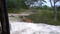 Herd Of Lions Try To Rescue Lioness From Fierce Crocodile - Wild Boars vs Deer   Wild Animal Attack