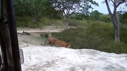 Herd Of Lions Try To Rescue Lioness From Fierce Crocodile - Wild Boars vs Deer   Wild Animal Attack