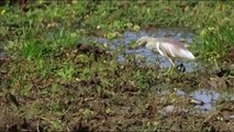 Herd Of Young Lions Into The Pits Drinking Water Ambushed By Crocodile - Elephant, Lion, Crocodile