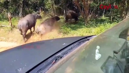 WATCH NOW ! Lion was brutally tortured by Buffalo herds to death , Good matches of the Animal World