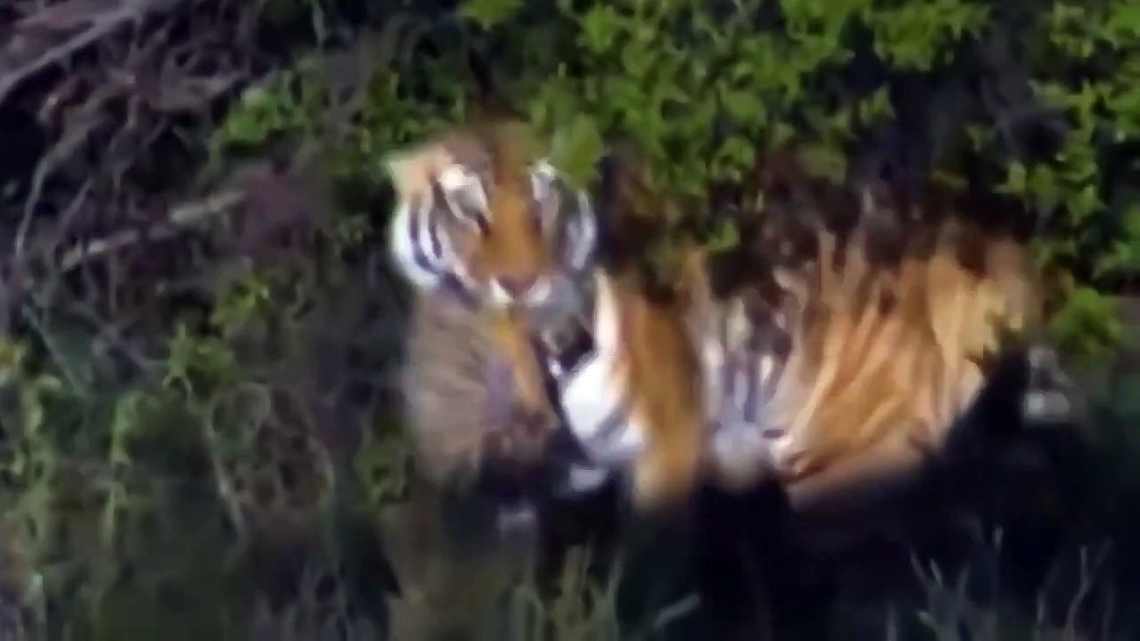 Amazing Elephant did its best to save the impala from leopard - Crocodile, Lion, Tiger, Warthog