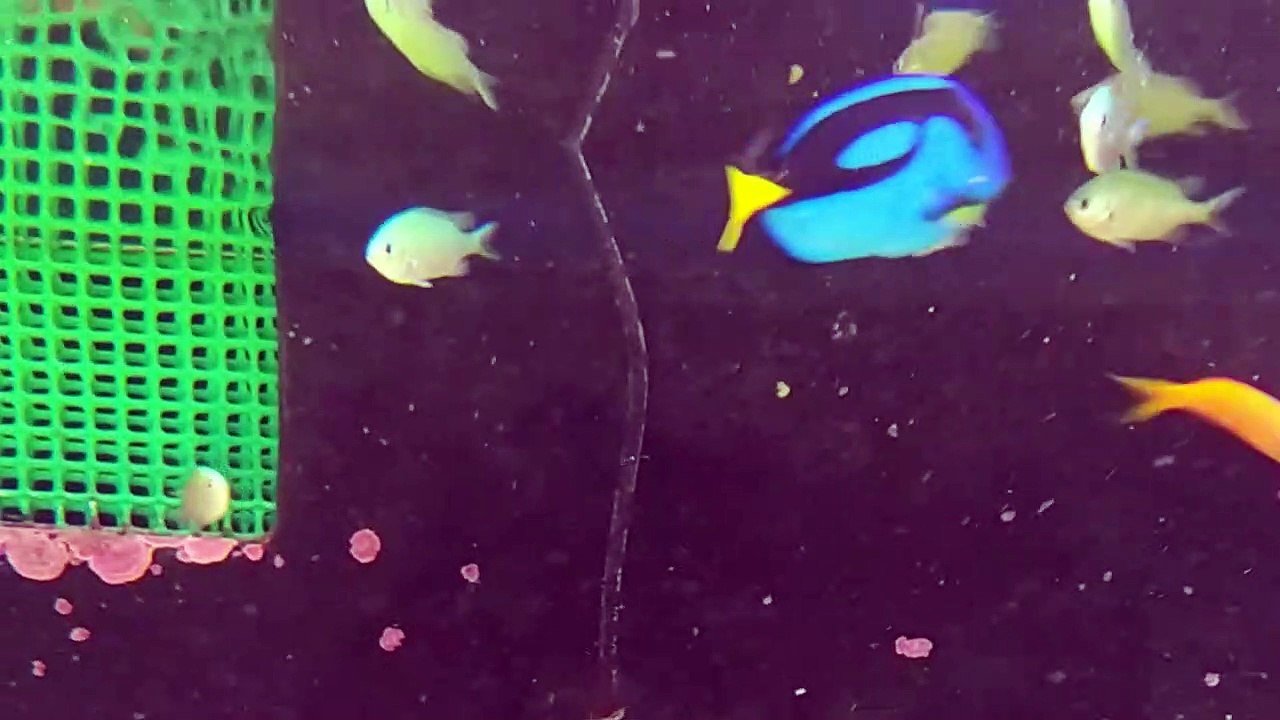 aquarium