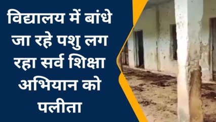 चित्रकूट: सर्व शिक्षा अभियान को लग रहा पलीता, बच्चों की जगह पशु बढ़ा रहे स्कूल की सोभा