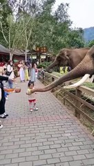 குழந்தையிடம் அழகாக வாழைப்பழத்தை திருடிய யானை