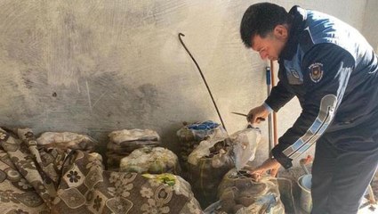 Tamı tamına 1 ton 250 kilo! Vatandaş ucuza yemesin diye beklettiler, hepsi çöp oldu