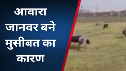 उन्नाव:कड़ाके की ठंड में खेत की रखवाली कर रहे किसान, जाने क्या बोले किसान