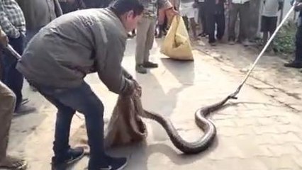 बहराइच: मैदान में जहरीला सांप देख ग्रामीणों के उड़े होश, वन कर्मियों ने किया रेस्क्यू