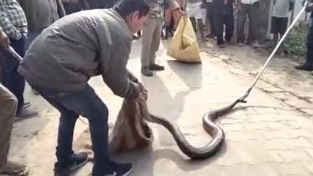 बहराइच: मैदान में जहरीला सांप देख ग्रामीणों के उड़े होश, वन कर्मियों ने किया रेस्क्यू