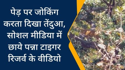 पन्ना: भोर सवेरे पेड़ पर जॉगिंग करता नजर आया तेंदुआ, Video viral