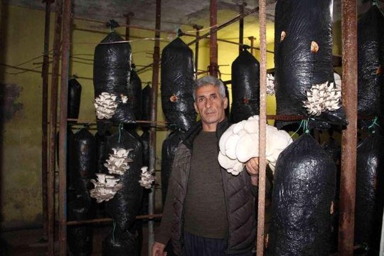 Şırnaklı girişimci hurda demirlerden mantar üretim tesisi kurdu