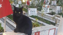 Kahramanmaraş'ın vatansever kedisi! Türk bayrağına karşı hareketine beğeni yağdı