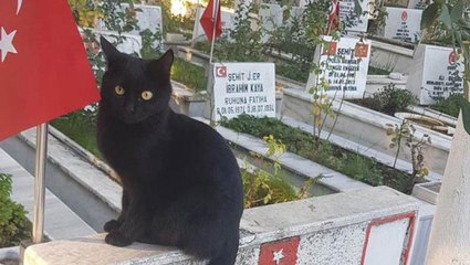 Kahramanmaraş'ın vatansever kedisi! Türk bayrağına karşı hareketine beğeni yağdı