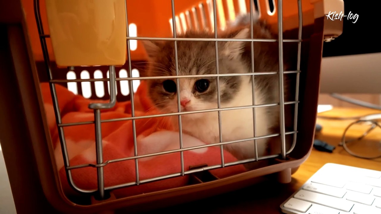 [vlog] #먼치킨 #새끼고양이와 #포메라니안 강아지 같이 키우기 - 합사 첫날부터 친해지기까지