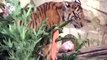 Zoo de Berlim oferece árvore de Natal com guloseimas a tigres da Sumatra