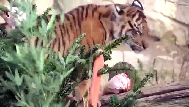 Zoo de Berlim oferece árvore de Natal com guloseimas a tigres da Sumatra