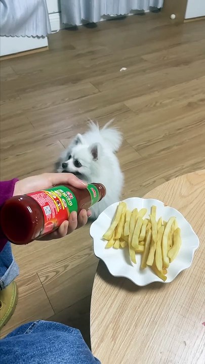 CUTE DOG