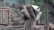 Dev Panda Lin Hui'nin Tayland'daki Chiang Mai Hayvanat Bahçesi'ndeki Hayatı