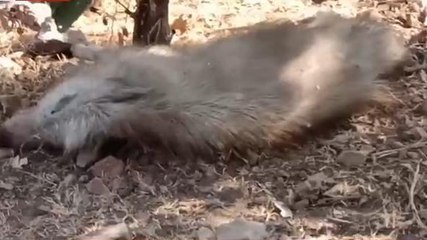 छतरपुर: सूअरों की मौत से ग्रामीणों में दहशत, संक्रमण फैलने का बना खतरा