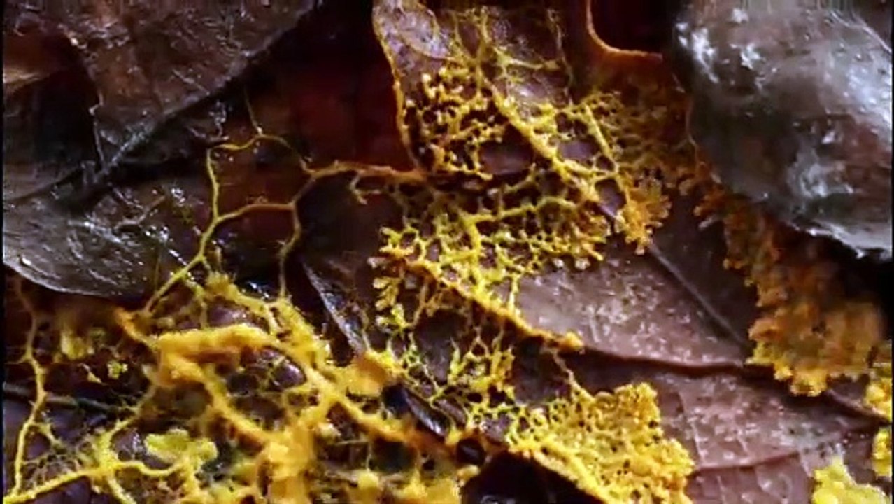 Magical Land of Oz - Se1 - Ep02 - Land HD Watch HD Deutsch