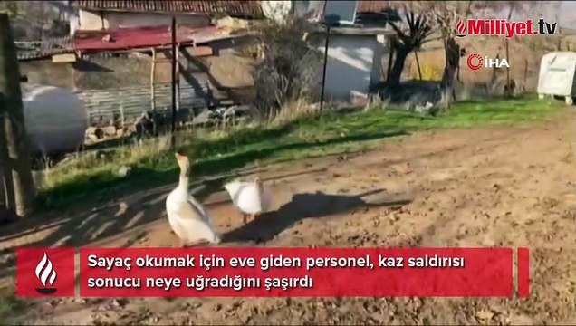 Sayaç okumak için eve giden personel, kaz saldırısı sonucu neye uğradığını şaşırdı