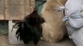 Funny Dog Videos 2021----Chicken VS Dog Fight-- Comedy videos _ The Funny videos _-- _shorts