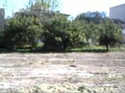 cada vez nos quedan menos arboles