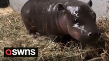 Adorable video shows endangered pygmy hippo calf taking its first steps