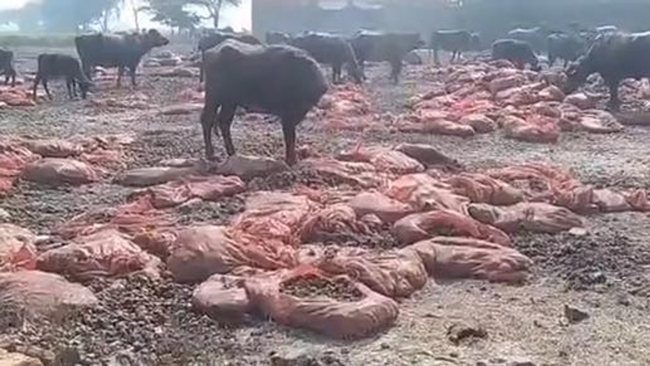 ब्रेकिंग न्यूज़: सब्जियों के राजा आलू का बजा बाजा, किसानों ने सड़कों पर फेंका