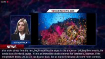 105030-mainSome coral reefs can withstand climate change thanks to algae - 1BREAKINGNEWS.COM