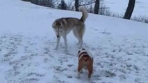Husky treats smol Bulldog like a ball by rolling him over a snowy hill
