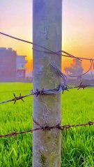 #khetibadi #khet  #reels #instadaily #viral #instgram