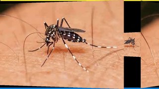 অবাক তথ্য _২  about Mosquito