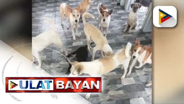 Tips para makaiwas sa stress ang mga alagang hayop sa ingay ng Bagong Taon, ibinahagi ng animal advocate