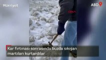 ABD'de kar fırtınası sonrasında buzda sıkışan martıları kurtardılar