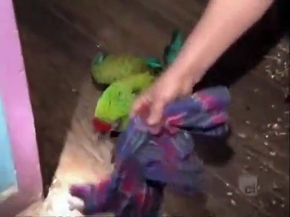 Cops - Se12 - Ep26 HD Watch HD Deutsch