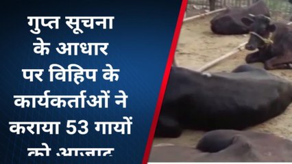 पूर्णिया: विहिप ने गुप्त सूचना के आधार पर 53 गायों को कराया मुक्त, देखें रिपोर्ट
