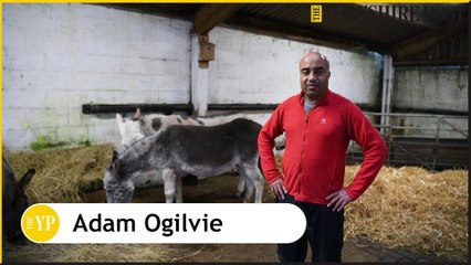 Blackpool Donkeys on holiday at Meanwood Valley Urban Farm near Leeds