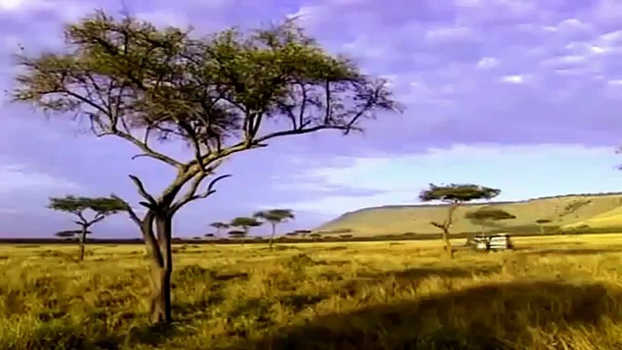 Big Cat Diary - Se1 - Ep01 HD Watch HD Deutsch