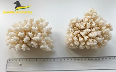 Bologna - Commercio illegale di coralli e avorio: sequestri in aeroporto (30.12.22)