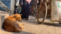 El perro y el hombre, la pelea por las calles de la India