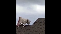 Ce chat est allé faire ses courses chez le boucher