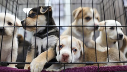Heartbreak over a litter of six starving puppies found abandoned in a drain