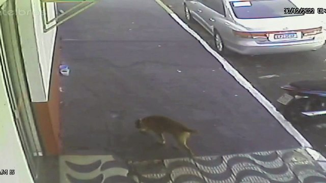 Câmeras flagram caramelo furtando ração no centro de Apucarana; veja