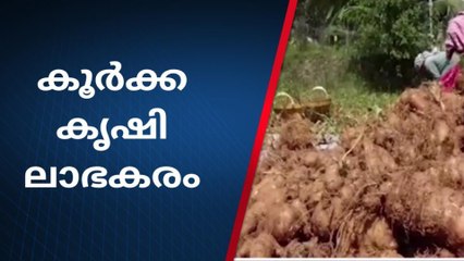 അരയേക്കർ സ്ഥലത്തുനിന്ന് 1000 കിലോ കൂർക്ക ;വിജയം കൊയ്ത് പ്രഭാകരൻ