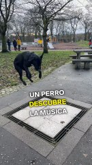 Un perro descubre la música