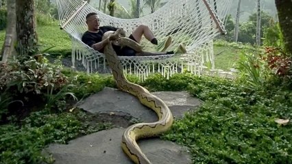 'Man Chilling in a Hammock with Pet Python '