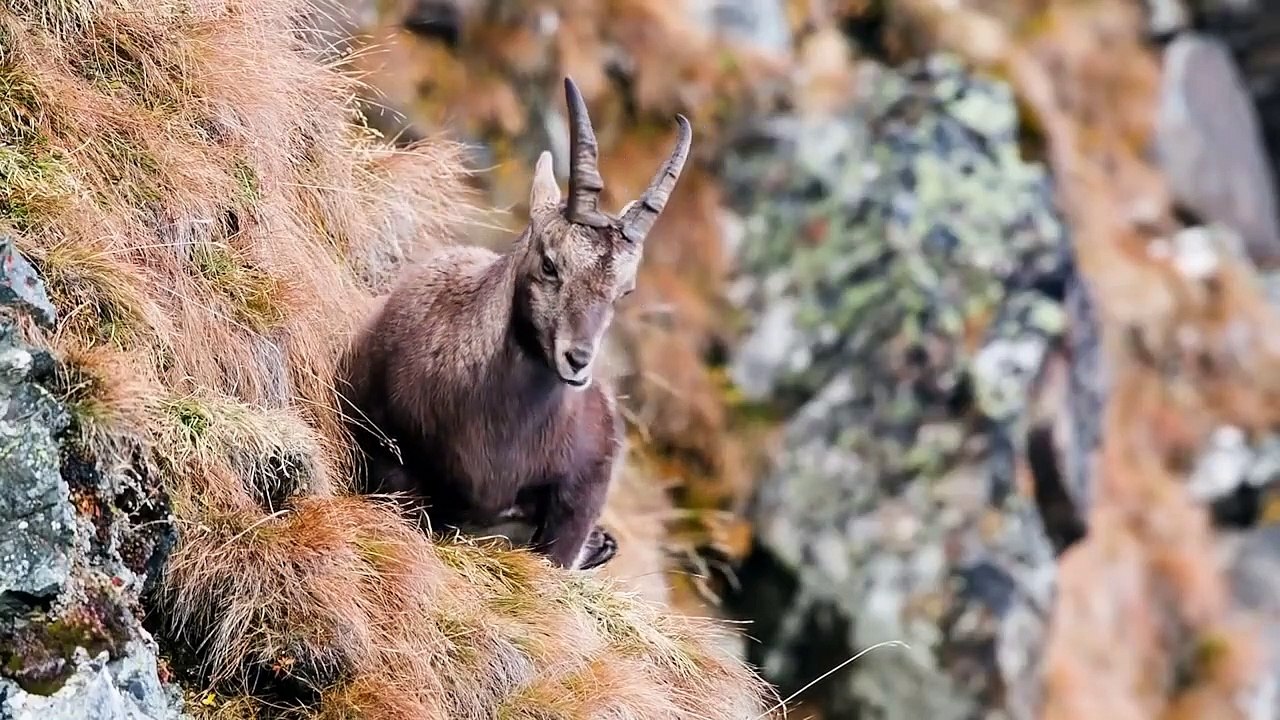 Eagles hunting Mountain goat !!! Let's watch the Eagles use their skills to catch the Mountain goat