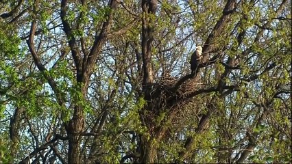 Amazing Eagle attack Owl moment!