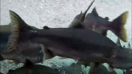 Bald Eagle hunt and caught Fish under ice river